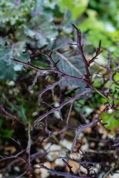 Ruby Streaks Mustard Leaf Fotos de archivo