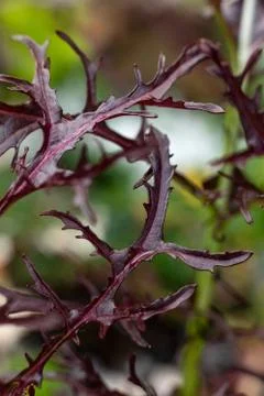 Ruby Streaks Mustard Leaves Close-up Fotos de archivo