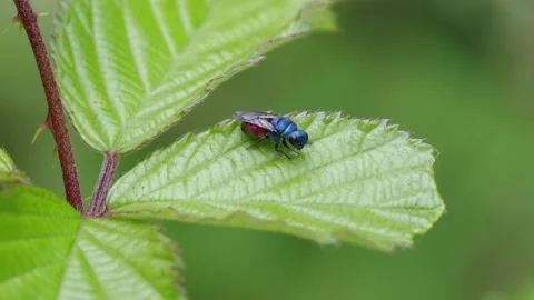 A Ruby-Tailed Wasp, Chrysis sp. perched on a Bramble leaf in early Summer. UK Stock Footage 337109538