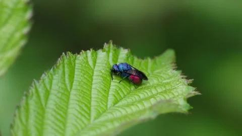 A Ruby-Tailed Wasp, Chrysis sp. resting on a Bramble leaf during cool weather Video stock 337110363