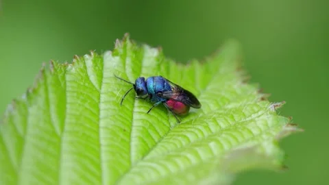 A Ruby-Tailed Wasp, Chrysis sp. perched on a Bramble leaf. This colourful wasp Video stock 337110367