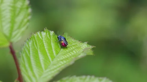 A Ruby-Tailed Wasp, Chrysis sp. on a Bramble leaf in early Summer. UK Stock Footage 337133484
