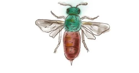 Ruby Tailed Wasp Drawing Watercolor Drawing of a Ruby Tailed Wasp on white... Stock Photos