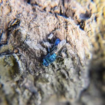 Ruby - tailed wasp Stock Photos