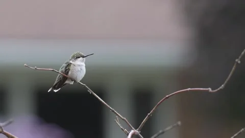 Ruby Threaded Hummingbird  Stock Footage 283692358