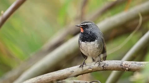 Ruby-throat bird sitting alert on perch in early daylight Video stock 324477328