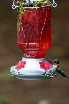Ruby Throat Foto stock