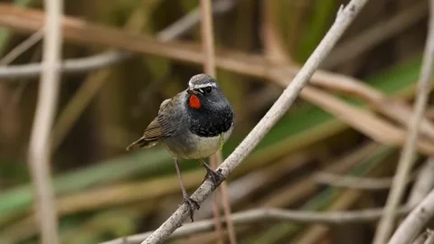 Ruby throat singing proudly on natural perch Stock Footage 331692814