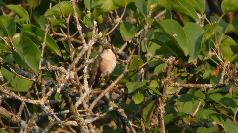Ruby-Throated  Female Hummingbird sunbathing in Lilac Bush Stock Footage 94398997