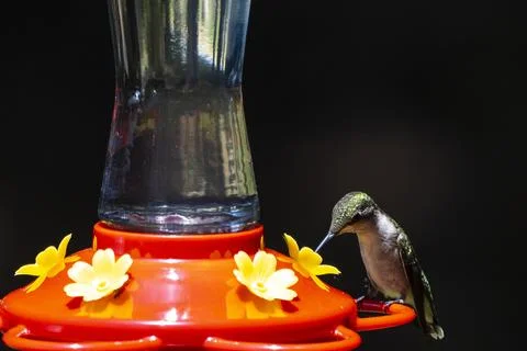 Ruby Throated Female Stock Photos