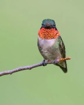 Ruby-throated Hummignbird Stock Photos