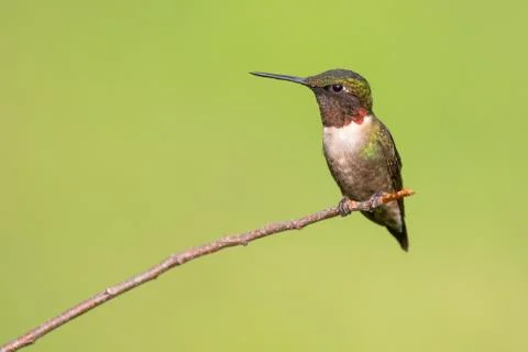 Ruby-throated Hummignbird Stock Photos