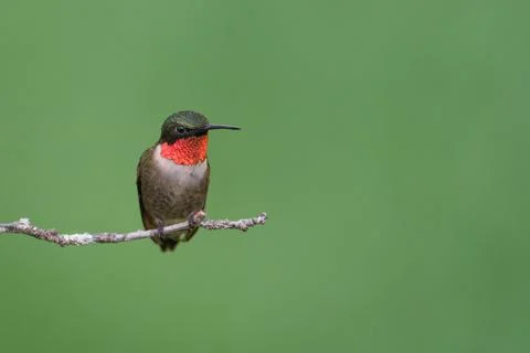 Ruby-throated Humminbird Stock Photos