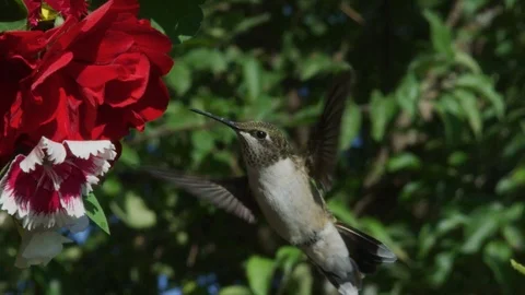 Ruby Throated Humming bird arrives at flower to feed in slow motion Stock Footage 115560704