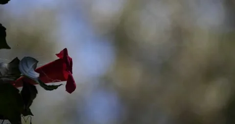 Ruby-throated humming bird, full frame, inserts beak into red trumpet flower Stock Footage 137533993
