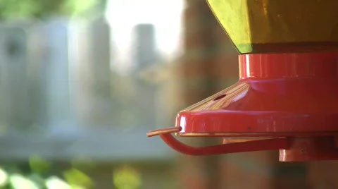 Ruby-throated Hummingbird 01 Stock Footage 848587