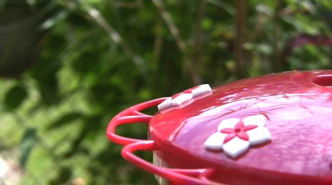 Ruby-throated Hummingbird 02 Stock Footage 848452