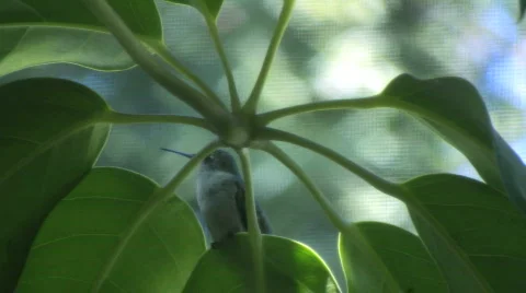 Ruby-throated Hummingbird 03 Stock Footage 848425