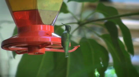 Ruby-throated Hummingbird 04 Stock Footage 848217