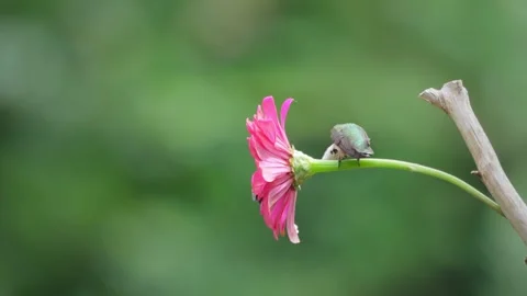 Ruby-Throated Hummingbird and Bee on Pink Zinnia Stock Footage 342655724