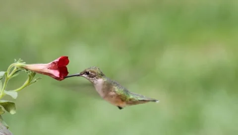 Ruby-throated Hummingbird (archilochus colubris) Stock Footage 8607922