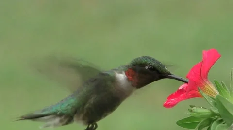Ruby-throated Hummingbird (archilochus colubris) Stock Footage 65472885