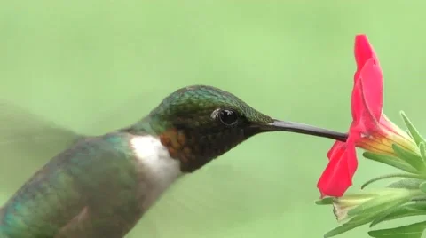 Ruby-throated Hummingbird (archilochus colubris) Stock Footage 65531305