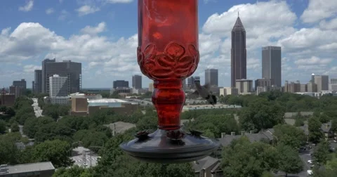 Ruby-throated hummingbird (Archilochus colubris) Stock Footage 66148146