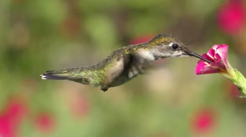 Ruby-throated Hummingbird (archilochus colubris) Stock Footage 66250362