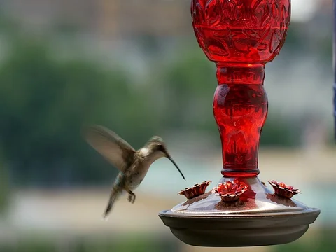 Ruby-throated hummingbird (Archilochus colubris) Stock Footage 76497987