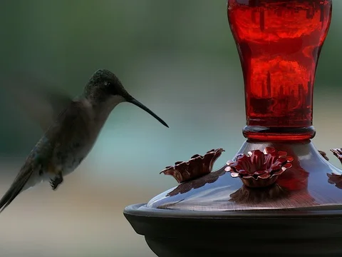 Ruby-throated hummingbird (Archilochus colubris) Stock-Footage 76502541