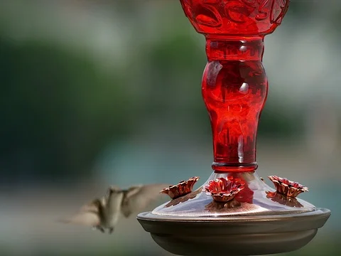 Ruby-throated hummingbird (Archilochus colubris) Video stock 76529720