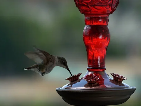 Ruby-throated hummingbird (Archilochus colubris) Video stock 76530880