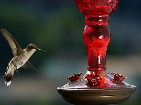 Ruby-throated hummingbird (Archilochus colubris) Stock Footage 76531950