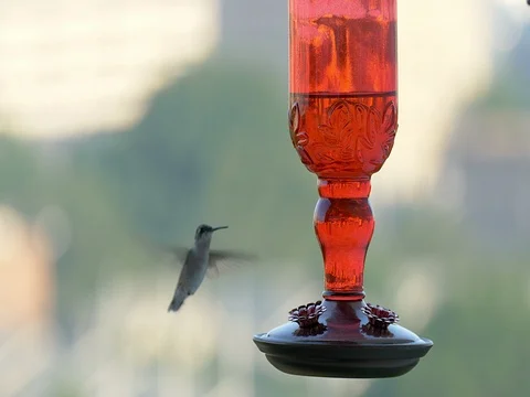Ruby-throated hummingbird (Archilochus colubris) Stock Footage 77919738