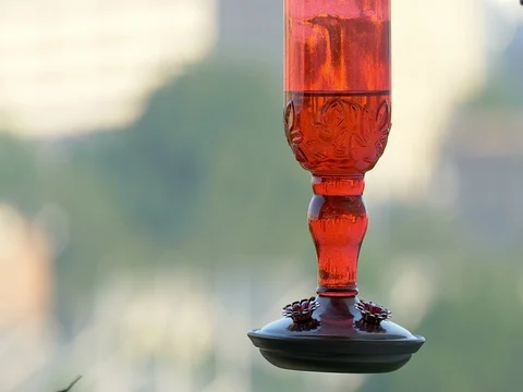 Ruby-throated hummingbird (Archilochus colubris) Video stock 77922339