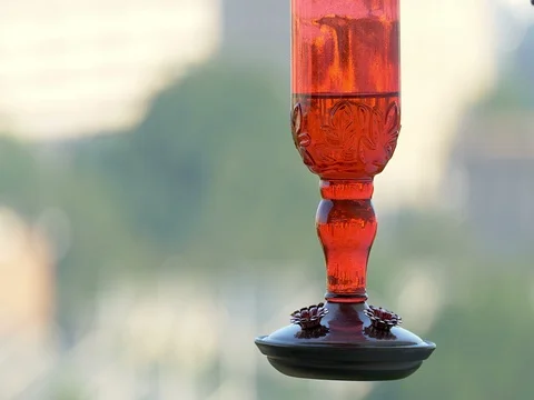 Ruby-throated hummingbird (Archilochus colubris) Video stock 77922855