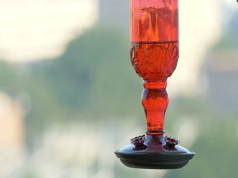 Ruby-throated hummingbird (Archilochus colubris) Video stock 77924827