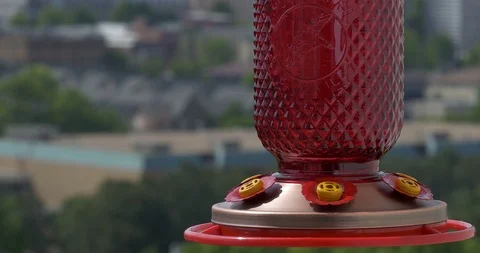 Ruby-throated hummingbird (Archilochus colubris) Stock Footage 88769129