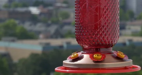 Ruby-throated hummingbird (Archilochus colubris) Stock Footage 88770080