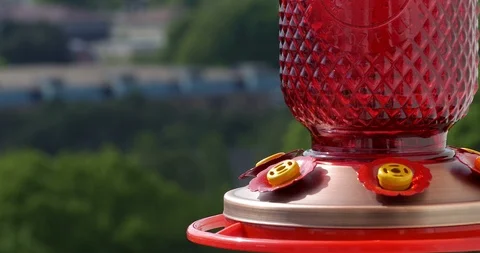 Ruby-throated hummingbird (Archilochus colubris) Stock Footage 88773611
