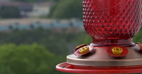 Ruby-throated hummingbird (Archilochus colubris) Stock Footage 88774086
