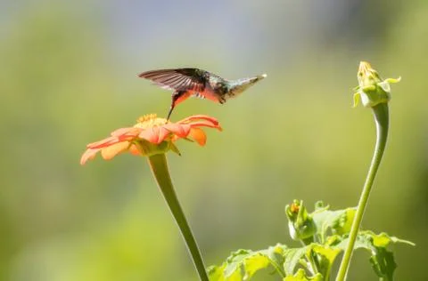 Ruby-throated Hummingbird (archilochus colubris) enjoys orange Tithonia flower Stock Photos