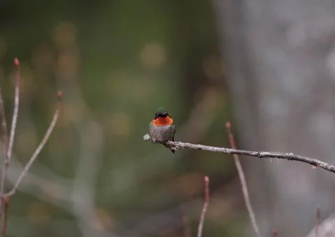 Ruby throated hummingbird (Archilochus colubris) perched on a tree branch Stock Photos