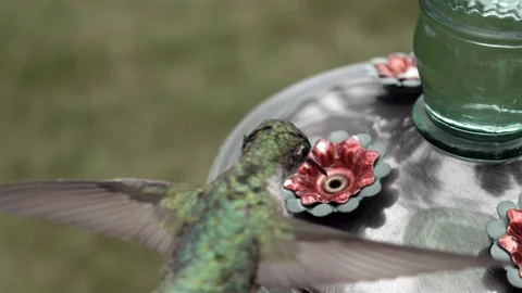 Ruby-throated hummingbird arrives to drink nectar. Stock-Footage 123442622