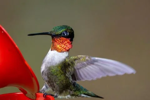 Ruby Throated Hummingbird Balancing. Stock Photos