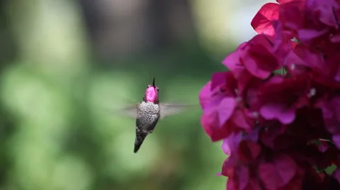 Ruby-throated hummingbird at bougainvillea Stock Footage 906552