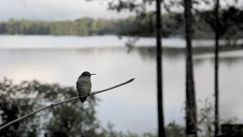 Ruby throated hummingbird cleans its beat on a twig Stock-Footage 123441521