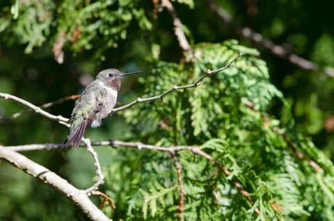 Ruby-throated Hummingbird closeup perched in a tree 写真素材