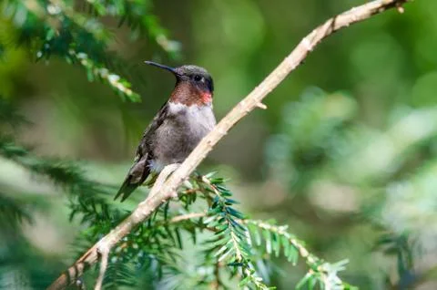 Ruby-throated Hummingbird closeup perched in a tree 스톡 사진